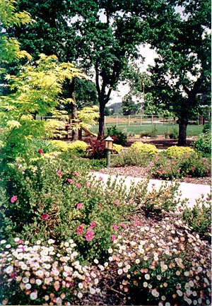 garden landscape