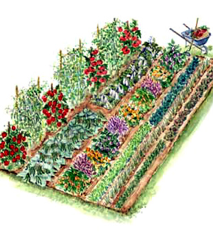 Vegetable Garden Planner on Planning A Vegetable Garden